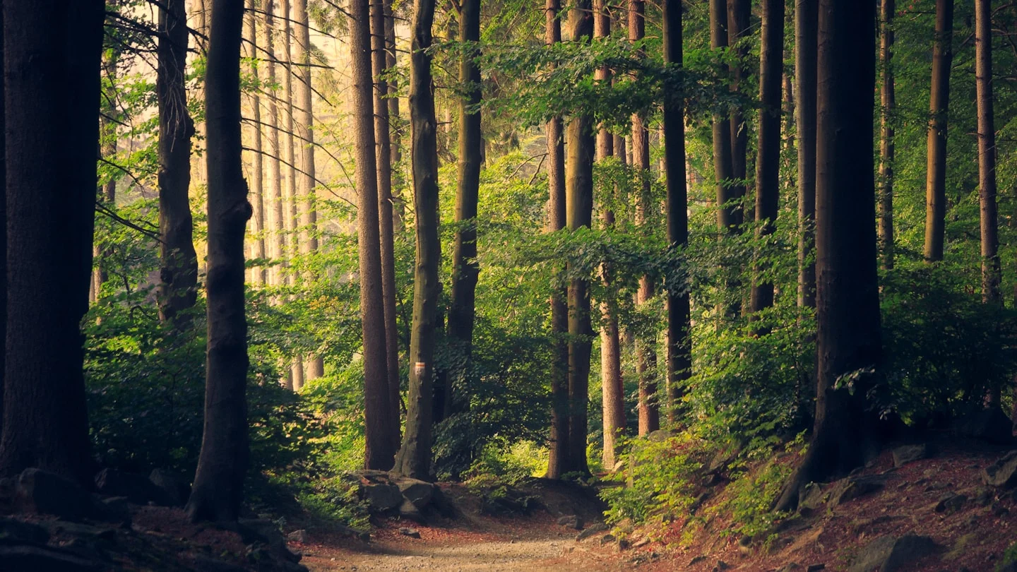 A quieter kind of light — Forest, Backlit, Green